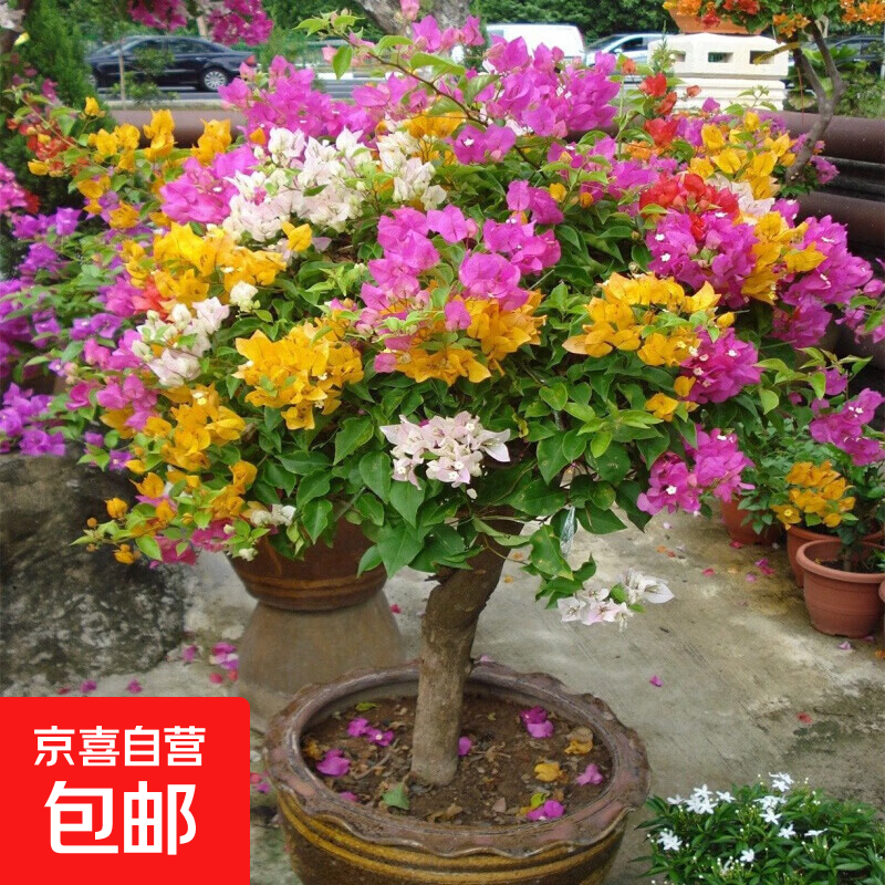 多色重瓣三角梅盆栽花苗耐寒老桩爬藤植物阳台庭院室内外好养花卉 多色 3年苗