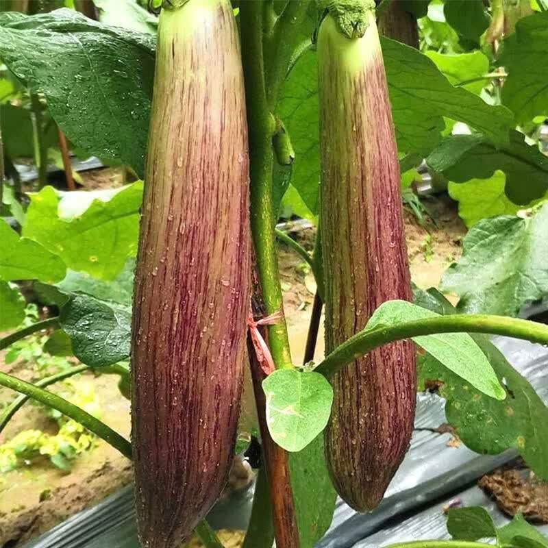农家自种面包茄子新鲜紫长花茄子软糯嫩茄新鲜蔬菜现摘现发 新鲜面包茄子 5斤
