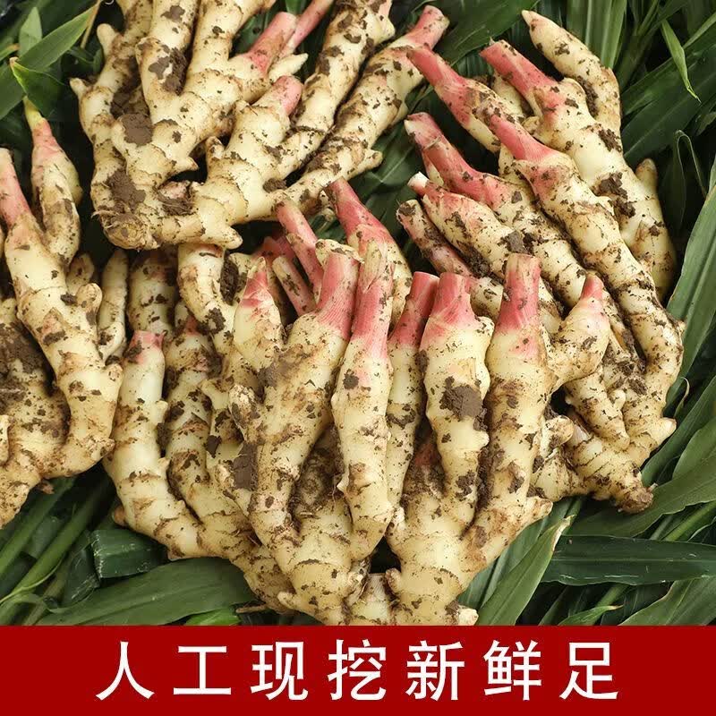 广西现挖正宗大块嫩姜红芽新鲜生姜鲜姜仔姜芽农家自种新鲜嫩姜 【净重5斤】广西现挖嫩姜