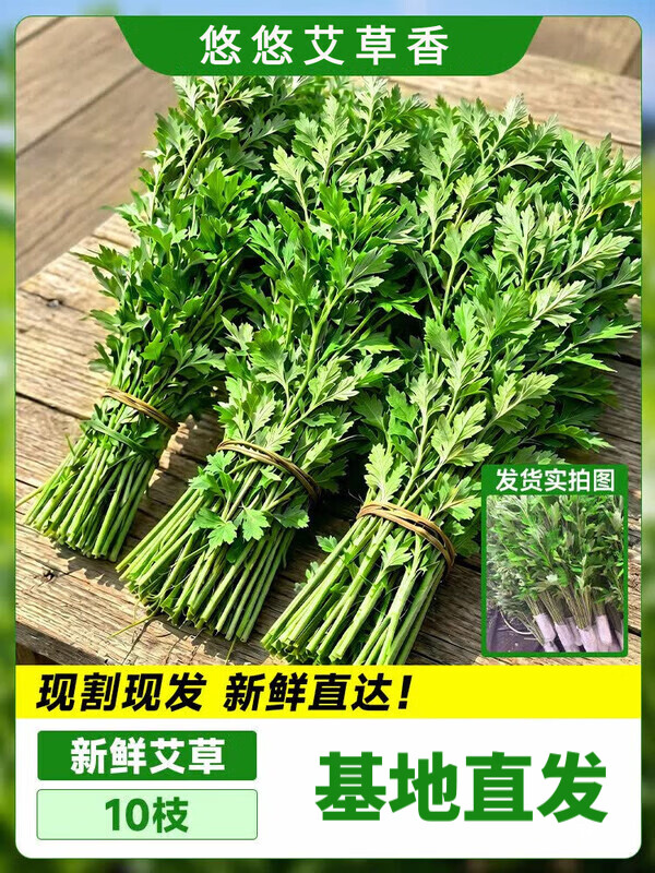 ŷѿ ��������ʰ��ݻ��� 10֦ ��Ҷ�� DIY��������Ź�6Ԫ