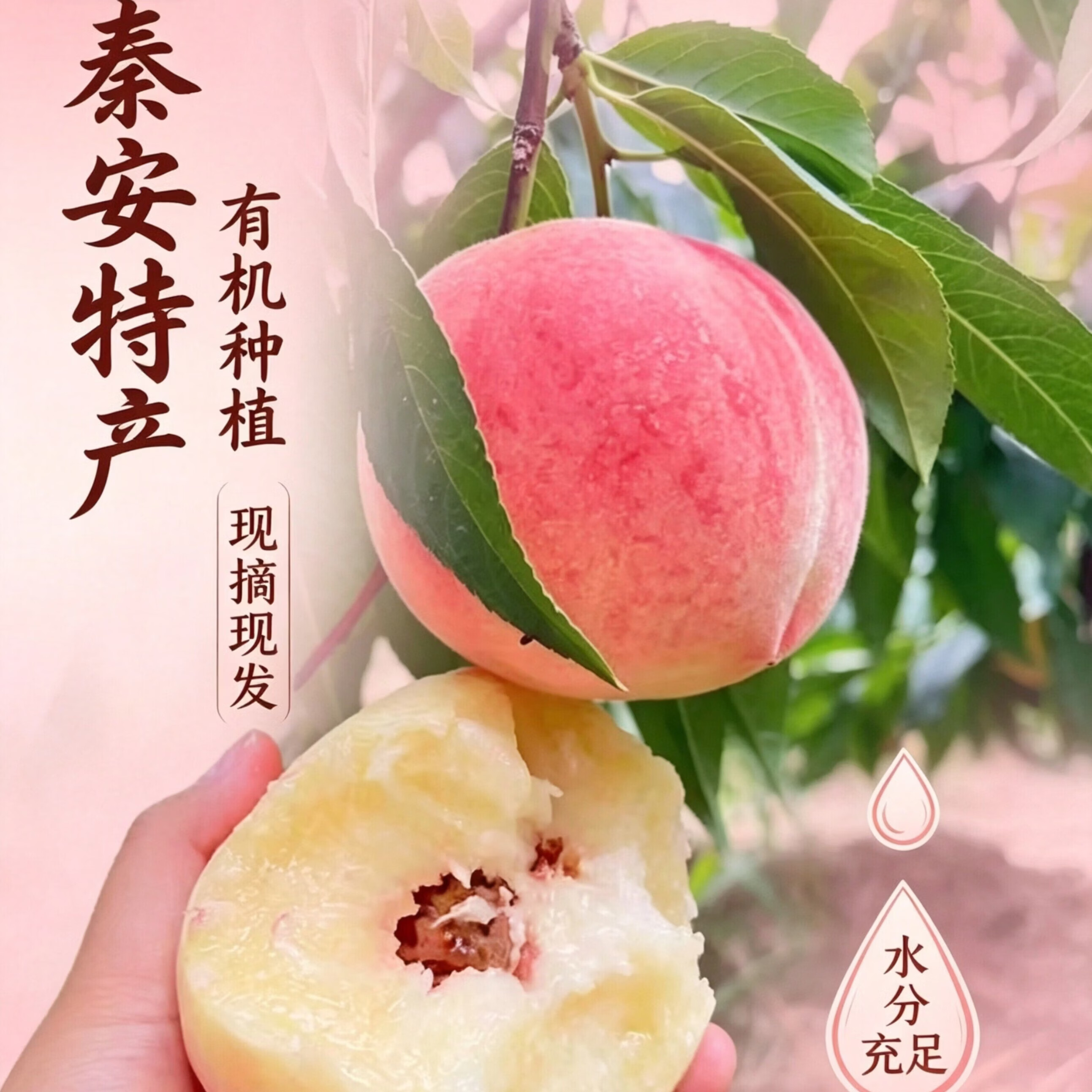 甘肃天水秦安水蜜桃正宗北京7号水蜜桃金奖礼盒整箱航空包邮 9枚特大果，单果6-7两，送礼佳品，高档礼盒