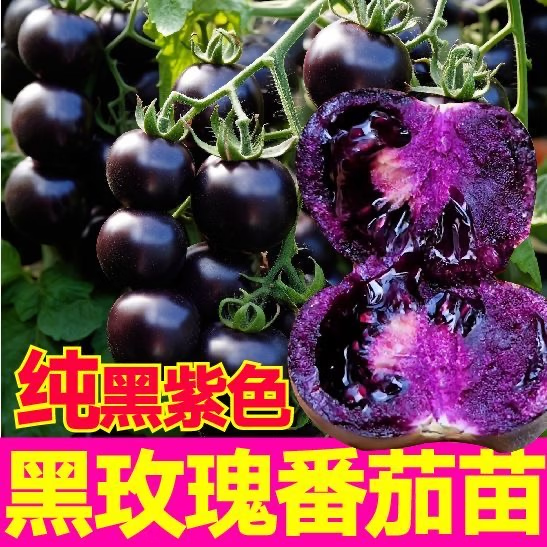 【黑番茄苗】蓝莓黑番茄苗糖水炸弹阳台盆栽家庭园艺小院种植xzx 【黑番茄苗*5棵】家庭种植