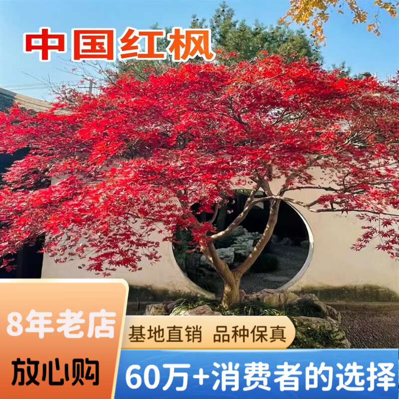 欧悟红枫树苗四季红日本红枫红舞姬盆景盆栽三季红枫大树庭院绿化苗木 【中国红枫】2cm粗1米高-树形优 不含盆