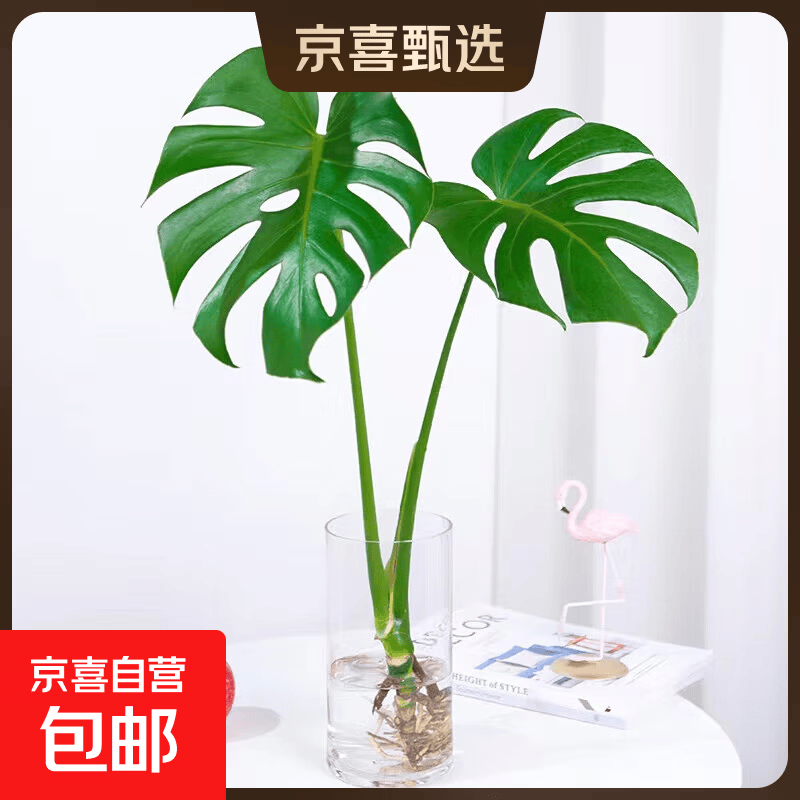 龟背竹水培植物室内好养绿植老桩客厅大叶盆栽除甲醛富贵竹天堂鸟 精品龟背竹50-60cm1颗（不含瓶）+营养液 不含盆