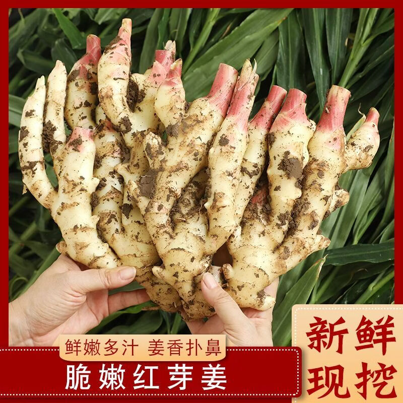 广西现挖正宗大块嫩姜红芽新鲜生姜鲜姜仔姜芽农家自种新鲜嫩姜 【净重5斤】广西现挖嫩姜