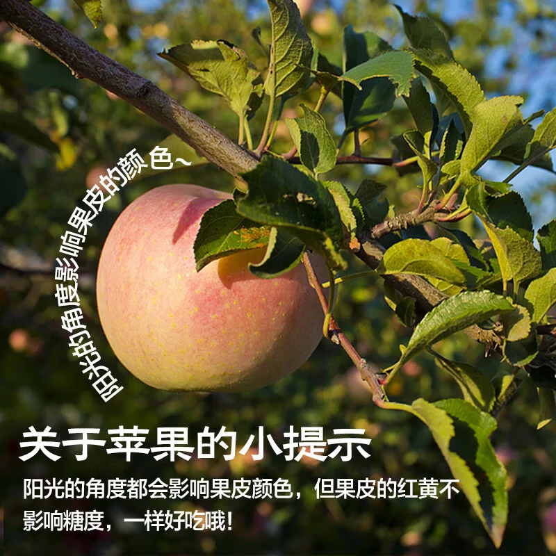 壹棵弘芯正宗陕西红富士苹果水果时令脆甜冰糖心丑苹果生鲜水果整箱 9斤严选超值装【手工挑选新果】净重约为7.5斤+
