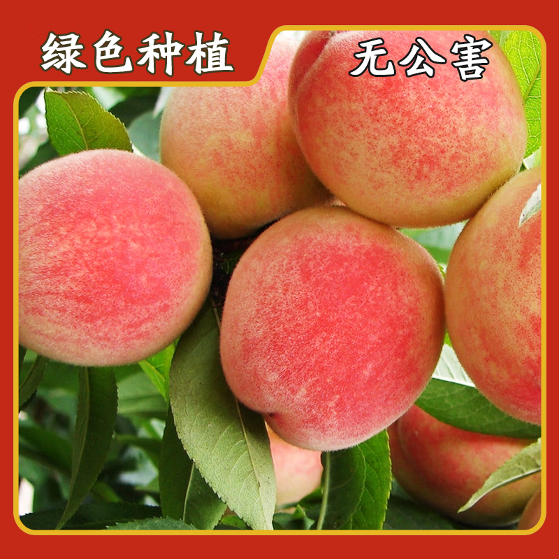 正宗山东肥城水蜜桃子国企自有果园当日现摘现发顺丰包邮 国企果园地标认证肥城桃 【性价比】12只装总重4.5-4.8斤