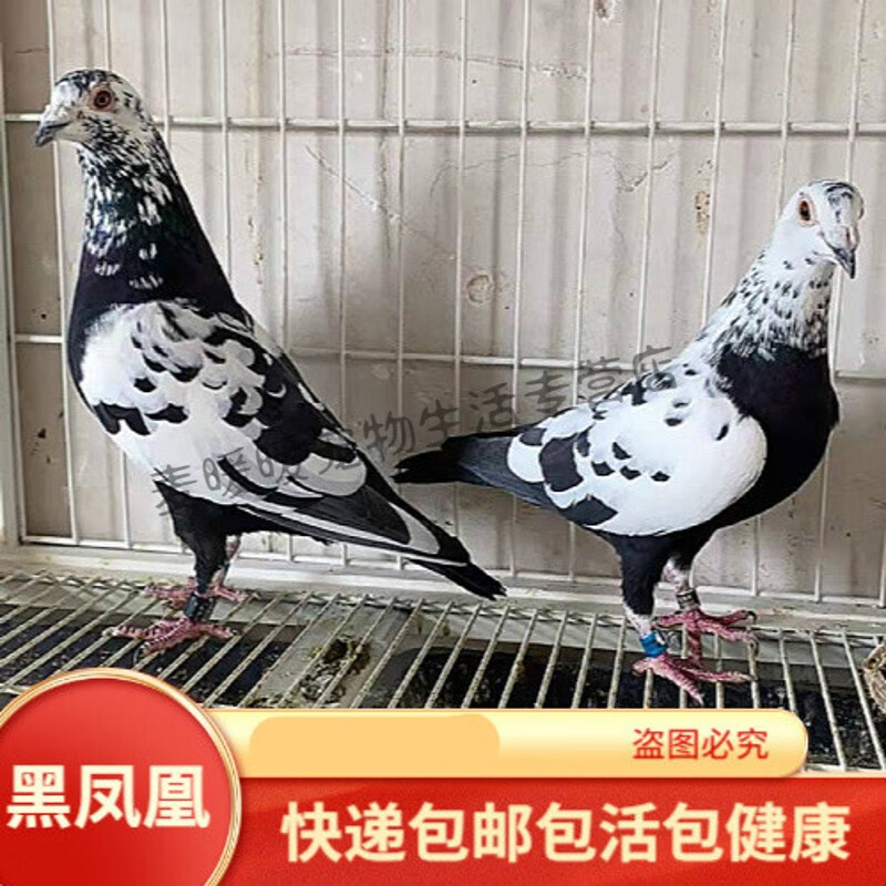 皮特兰凡格米内黑凤凰鸽子血统鸽黑白花信鸽种鸽活体一对雪花信鸽 黑