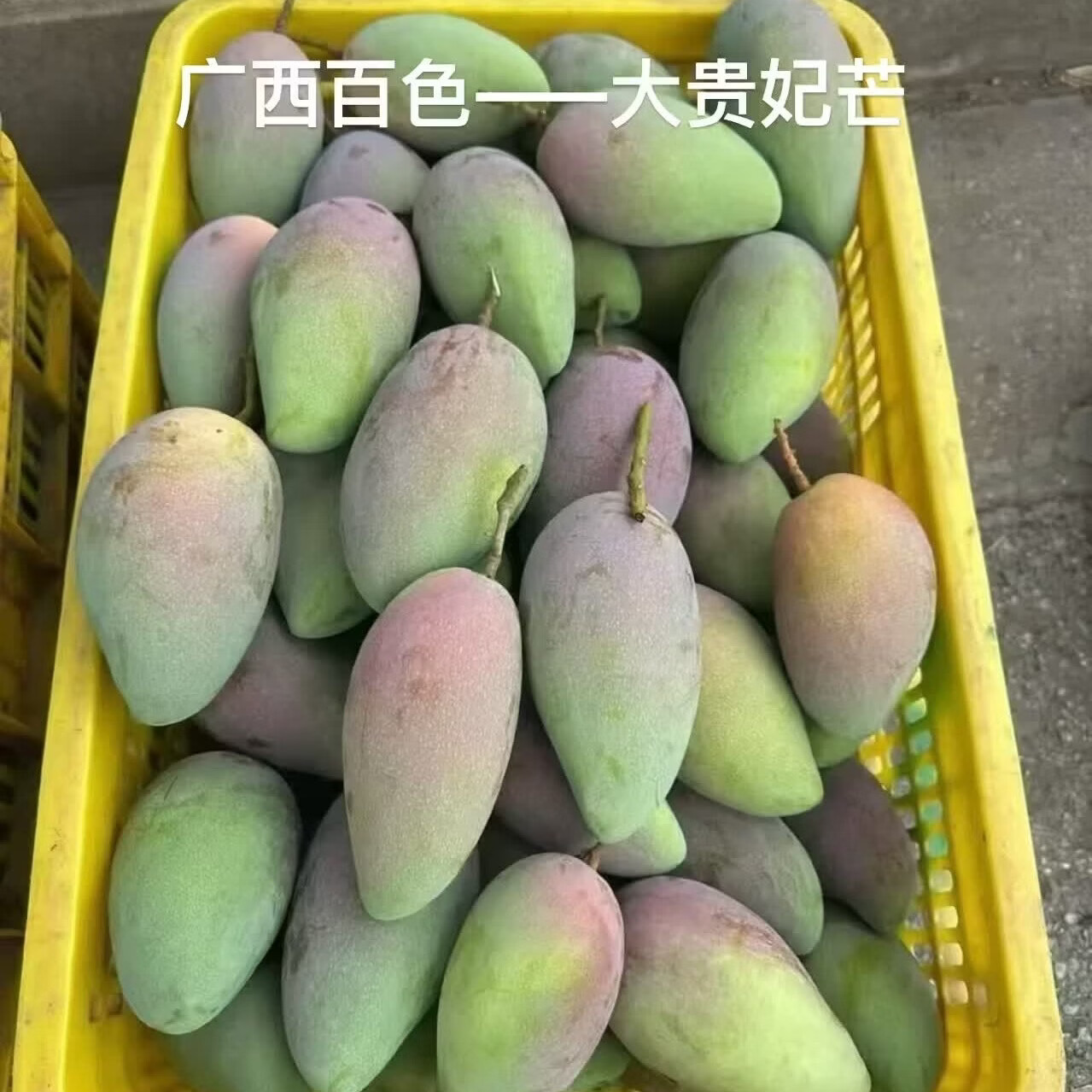 百色芒果精品礼盒台农贵妃大金煌芒两拼三拼装产地直发坏果包赔 一级精品大果礼盒装净果8斤（台农 、金煌、贵妃三拼）