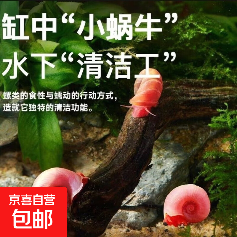 苹果螺观赏清洁鱼缸除藻淡水螺 苹果螺5个