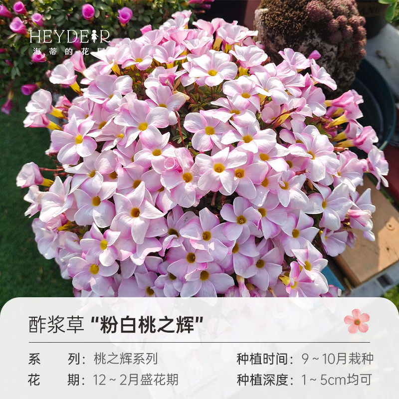 海蒂的花园酢浆草种球多年生好养花卉植物阳台庭院花卉多色绿植种子种球植物 酢浆草粉白桃之辉(10球装)