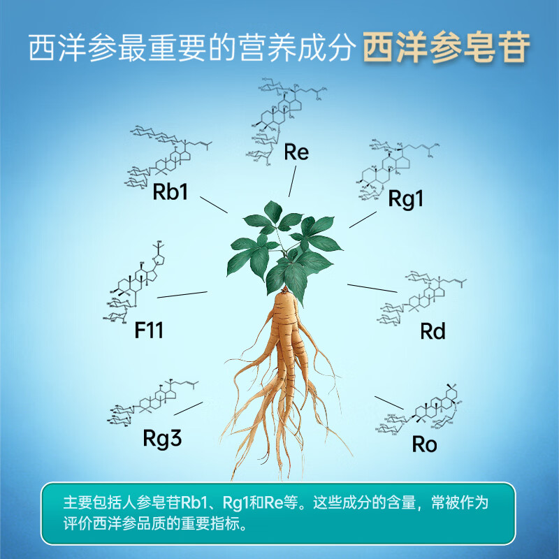 仲景元气西洋参浓缩粉皂苷100mg 红参人参花旗参茶健康滋补礼盒装 【感受好状态】 3g*10袋