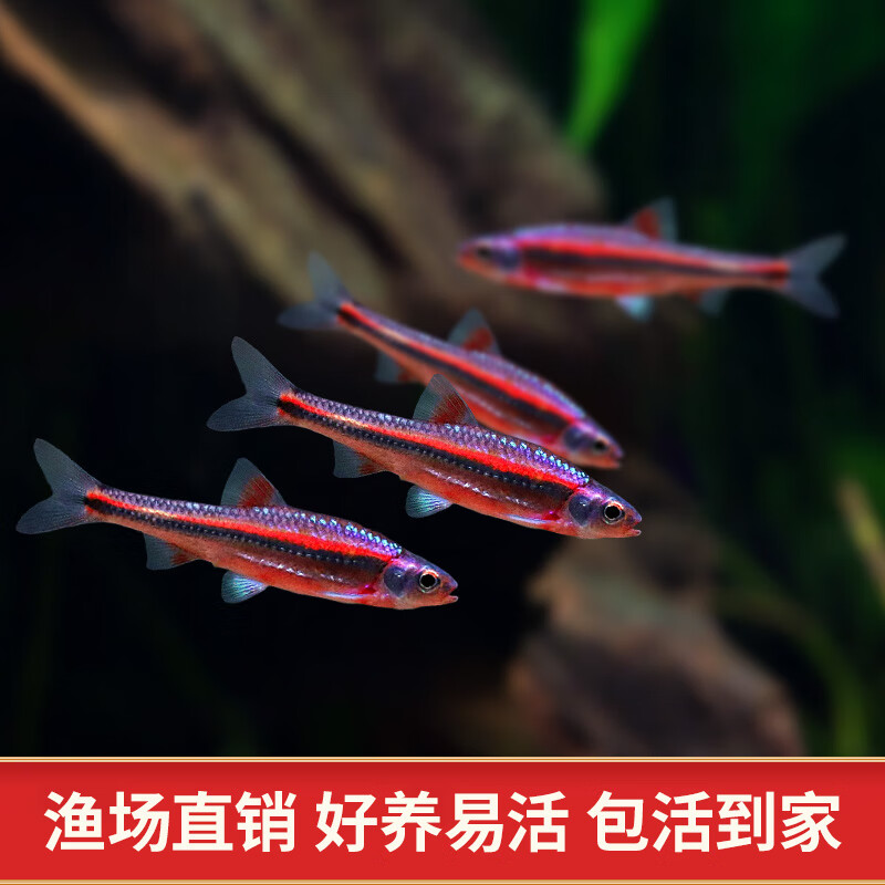 淡水观赏鱼多彩霓虹灯紫光精灵小型耐寒冷水原生鱼灯鱼 2-2.