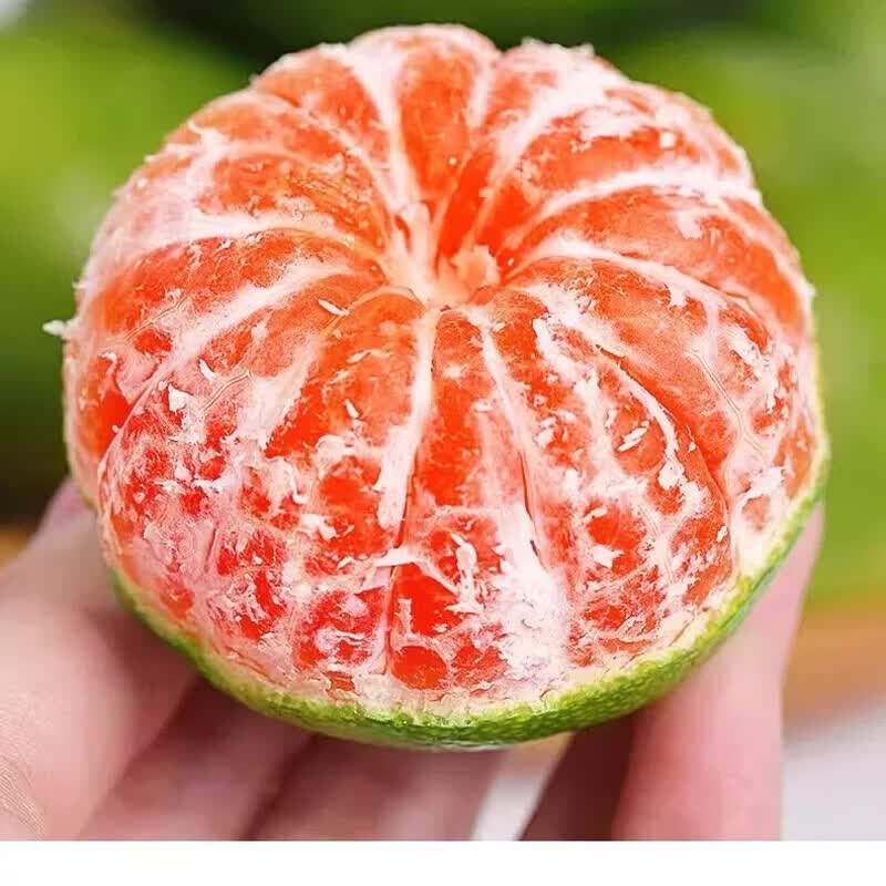 MPPMCK正宗云南青皮蜜橘现摘新鲜水果当季酸甜蜜桔柑橘 拍2份合发一箱 青皮蜜橘 5斤装净重4.5斤单果50-60mm