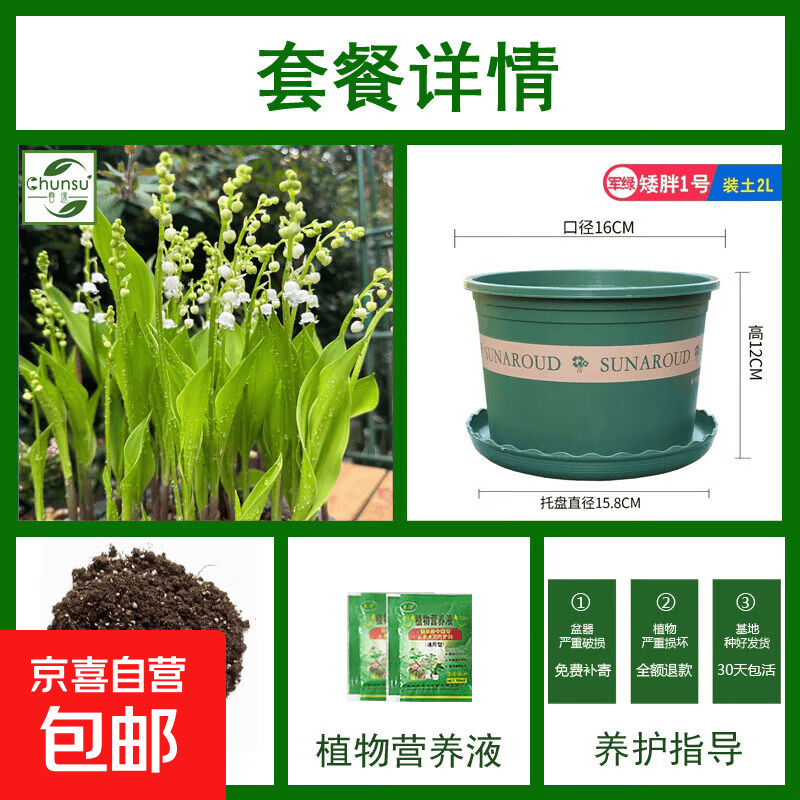 铃兰花苗带芽带根盆栽植物种球进口耐寒室内外花卉绿植四季开花 精选优质铃兰带芽30棵+3肥料 营养土+加仑盆