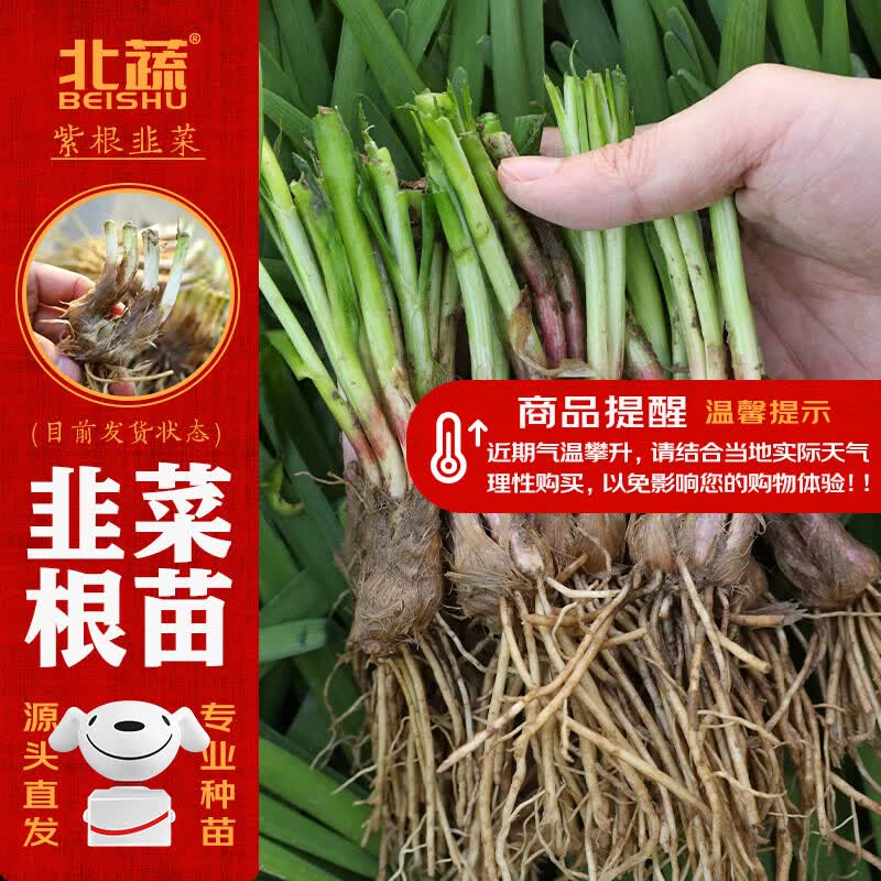北蔬韭菜根苗紫根老品种四季带肥 紫根韭菜根80-100棵+肥源头直发包邮