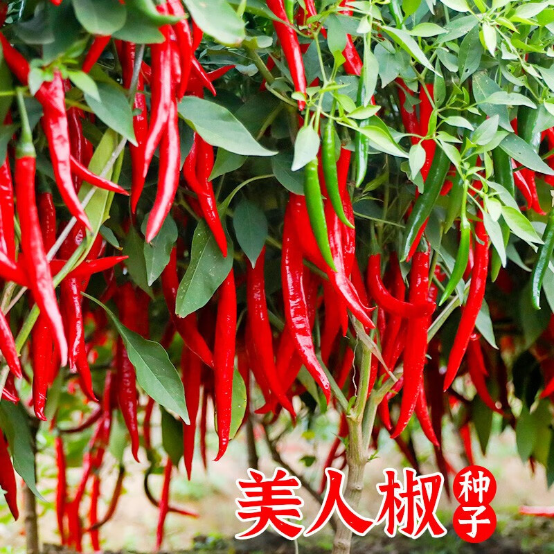 北蔬辣椒种子特辣朝天椒蔬菜家庭播种 北蔬美人椒种子  50粒