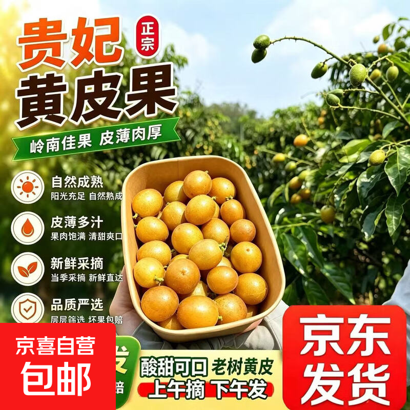 【浦北长寿之乡】广西贵妃黄皮果当季新鲜酸甜水果现摘现发 [净2斤]京东锁鲜到家贵妃黄皮果