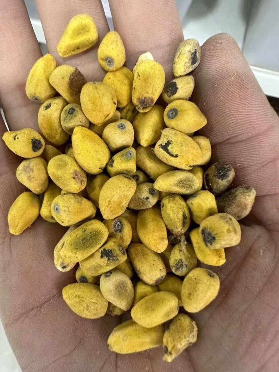 楓隅火焰木种子绿化行道树种籽籽 火焰木种子一斤