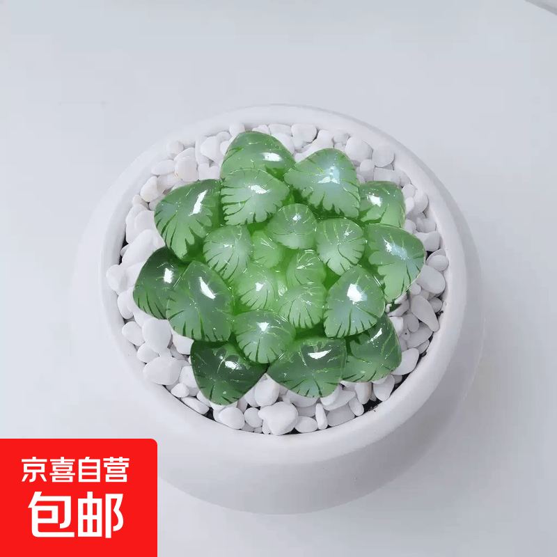 姬玉露多肉水晶植物组合办公室花卉十二卷盆栽防辐射室内绿植 精选1颗2-4cm姬玉露【带原土发货+送肥料】