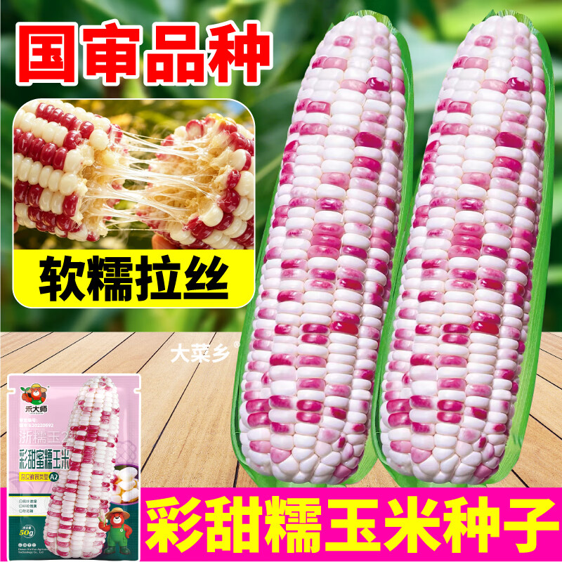 大菜乡彩甜糯玉米种子香软花糯玉米种籽白黄黑黏苞谷籽四季播种大田早熟 【彩甜糯+黄甜糯】玉米种子各1包(1包约50粒)+1包肥