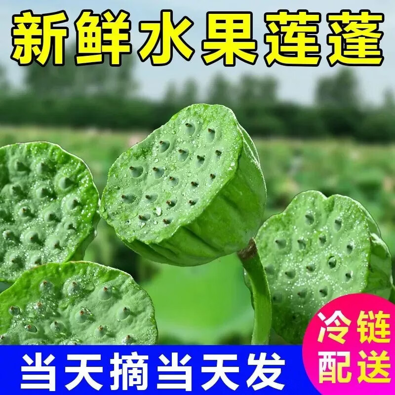 京东冷链生鲜新鲜莲蓬头食用现摘现剥鲜莲子生吃鲜嫩清甜时令蔬菜 4斤当天现摘莲蓬