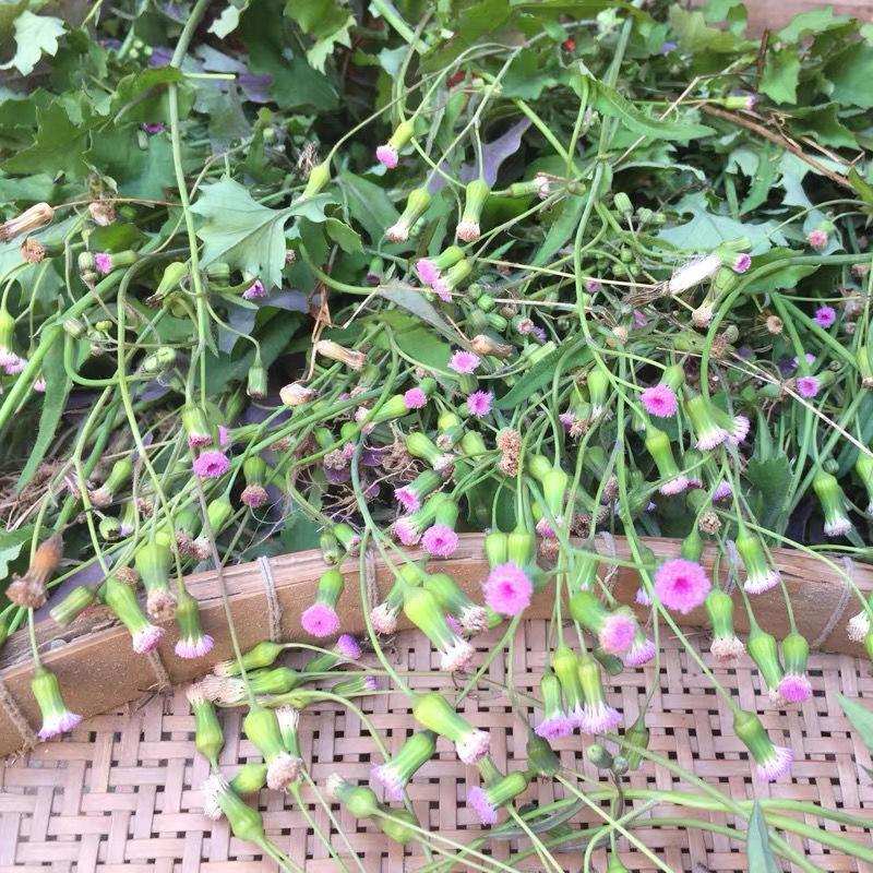 新鲜一点红现采叶下红中草药红背叶羊蹄草全草鲜品 一点 新鲜现采一点