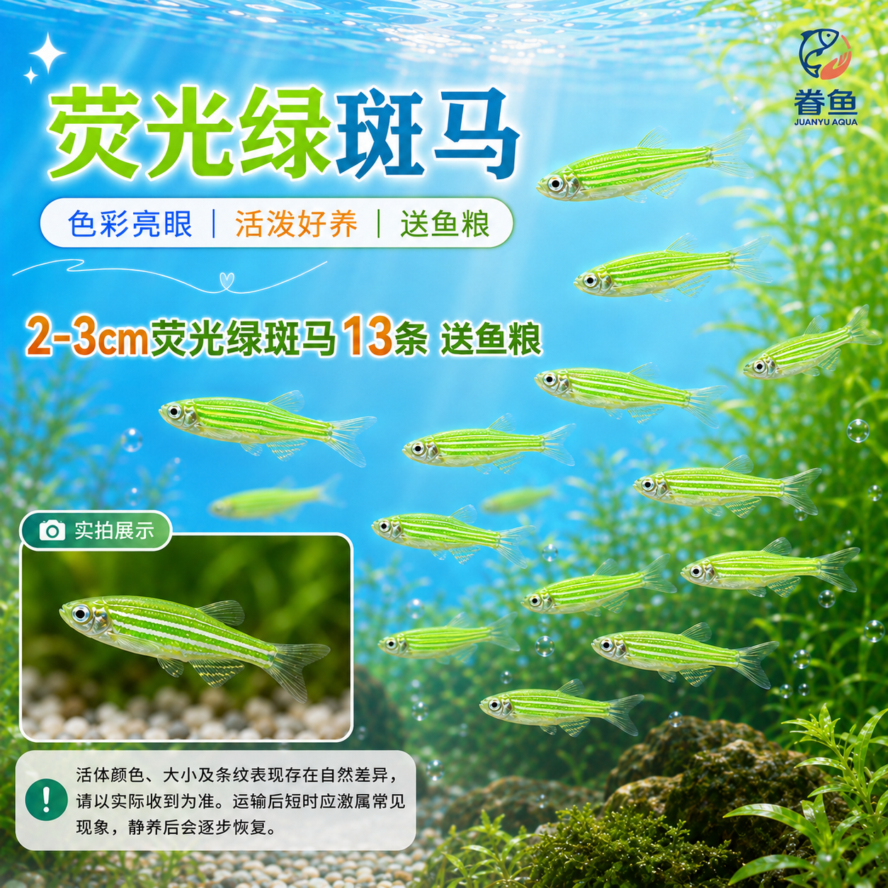 眷鱼七彩斑马鱼【顺丰发货】观赏鱼新手好养小型热带鱼群游淡水鱼 【顺丰包邮】2-3cm荧光绿斑马鱼13条 送鱼粮 京东折扣/优惠券