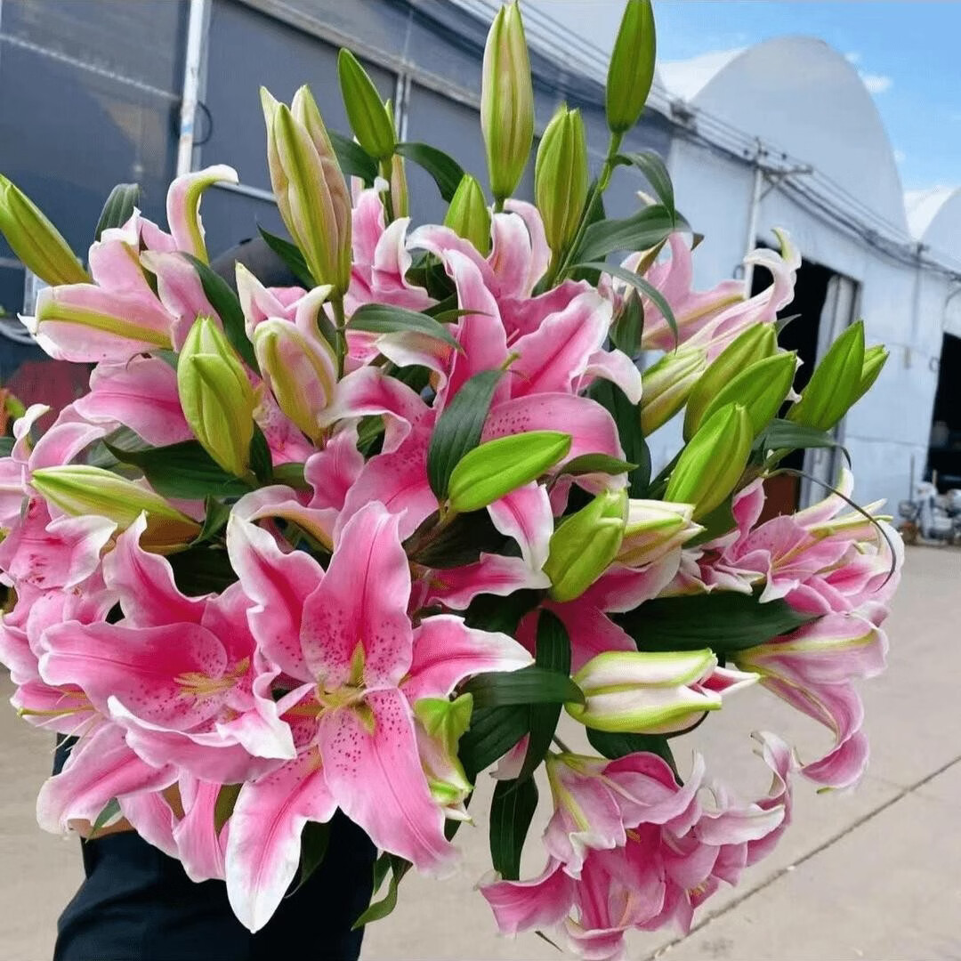 【带芽种球】 香水百合四季赏花重瓣大花朵阳台庭院春夏秋冬种植 【10颗】香水百合【种球】 【花期巨长】培养1个月静待花开