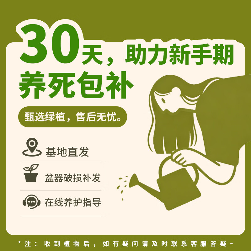 筠钗原生发财树客厅盆栽大绿植办公室内八方来财开业送礼招财树落地 【原生发财树】1.4-1.6m(圆柱盆)