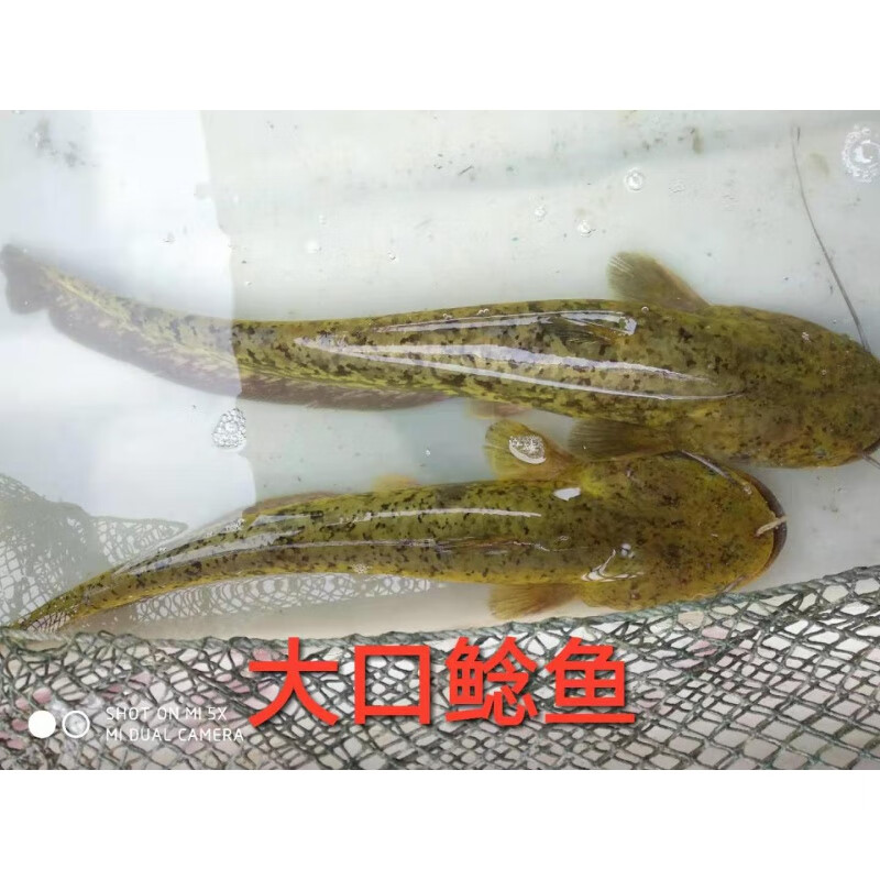 荣郁南方大口鲶鱼苗活体淡水养殖大口鲶鱼土鲶鱼苗大口鲶鱼黄辣丁鱼苗
