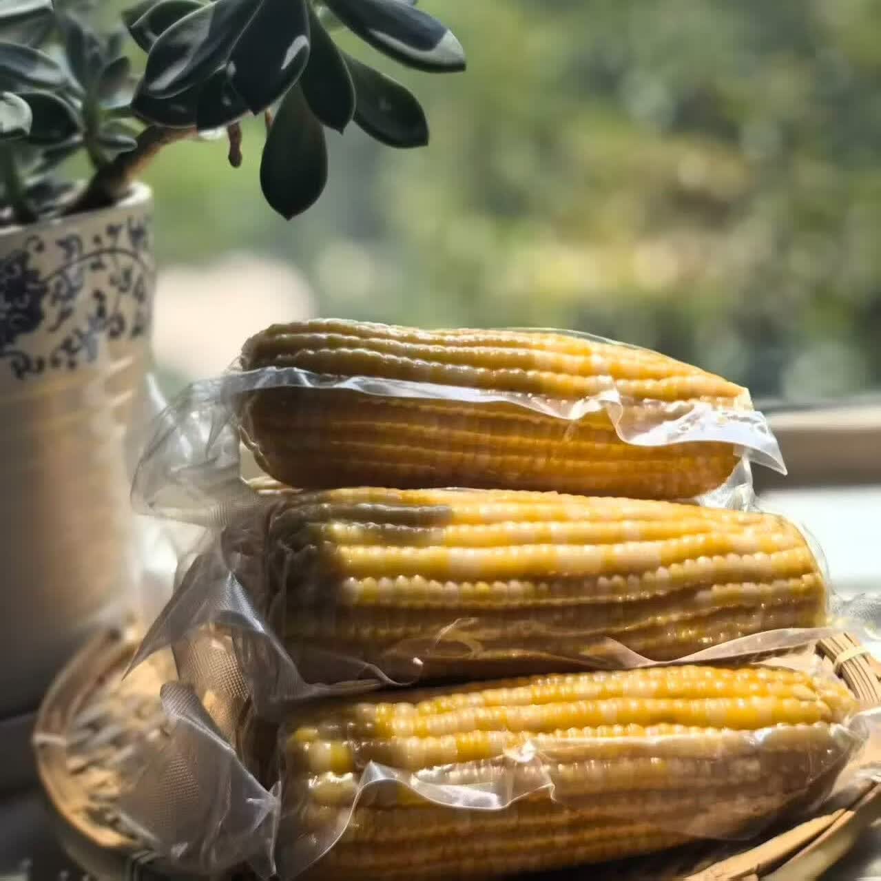 玉之芯高叶酸金银甜糯玉米6根内蒙科尔沁种植花糯鲜食玉米真空锁鲜包装 260g*6根