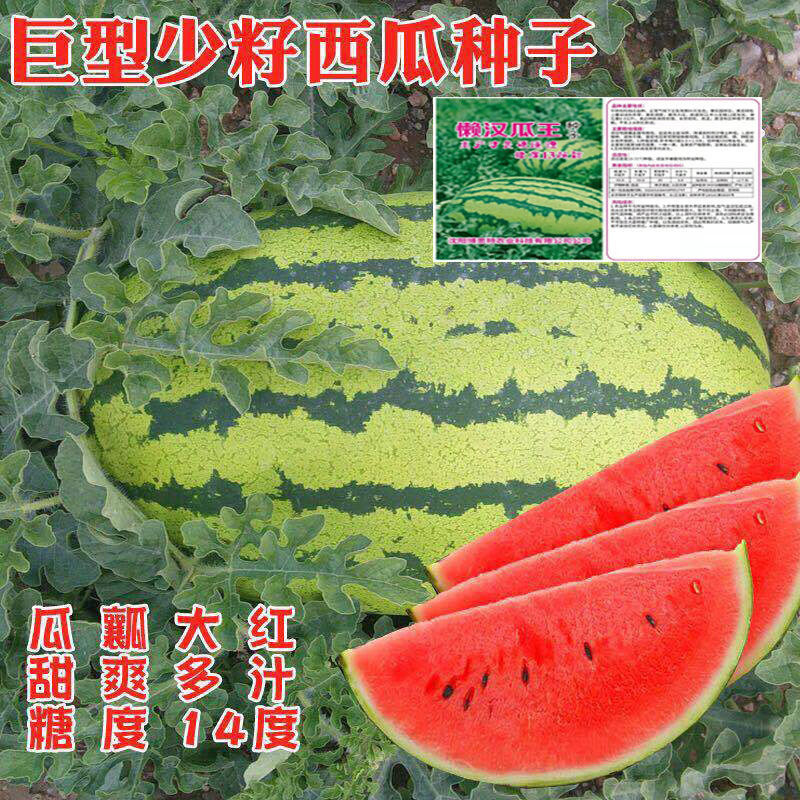 赤卉特大【巨型西瓜种子】高产超甜早熟四季播种无籽农科院水果西瓜籽