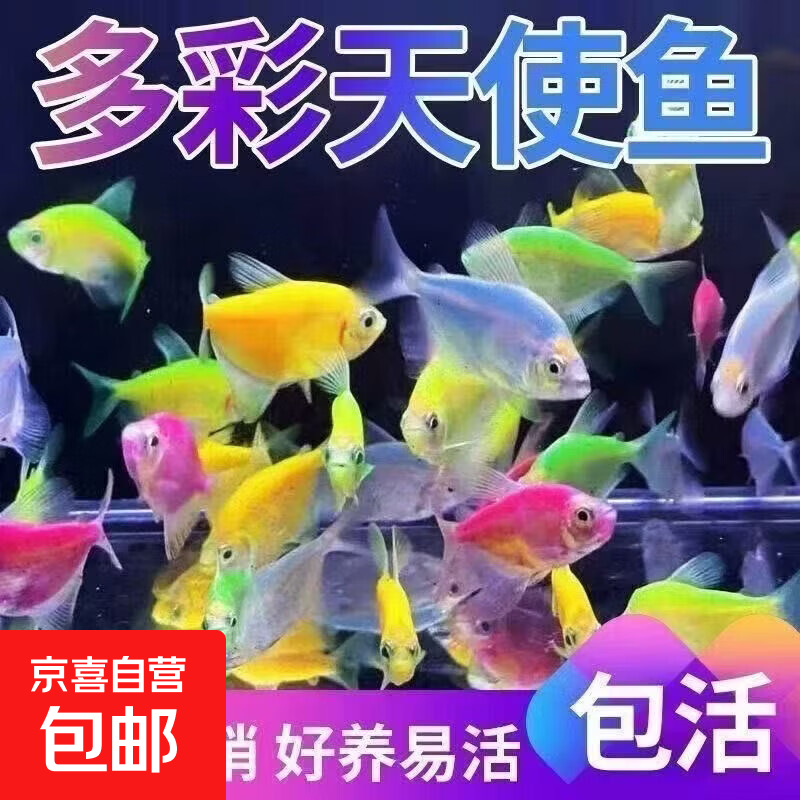 天使观赏鱼好养热带新手小型五颜六色七彩糖果淡水群游不褪色耐活 天使随机颜色4条+1条备损（共5条） 3-4厘米
