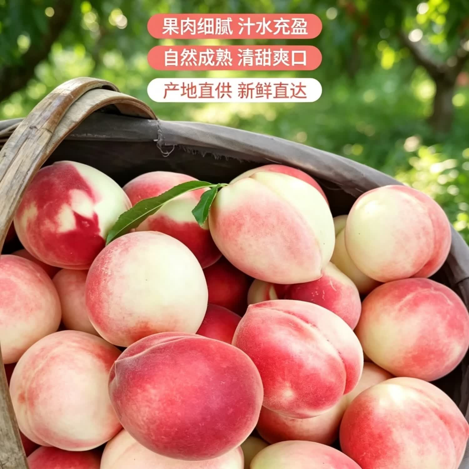 甘肃天水正宗秦安北京7号水蜜桃正宗新鲜桃子礼盒多地次日达 8颗精品特大果王礼盒包装整箱单果6-7两