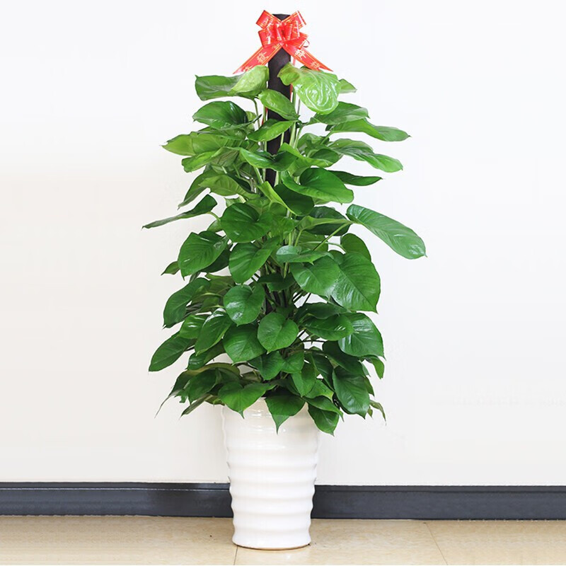 怎么查看京东大型绿植以前的价格|大型绿植价格比较