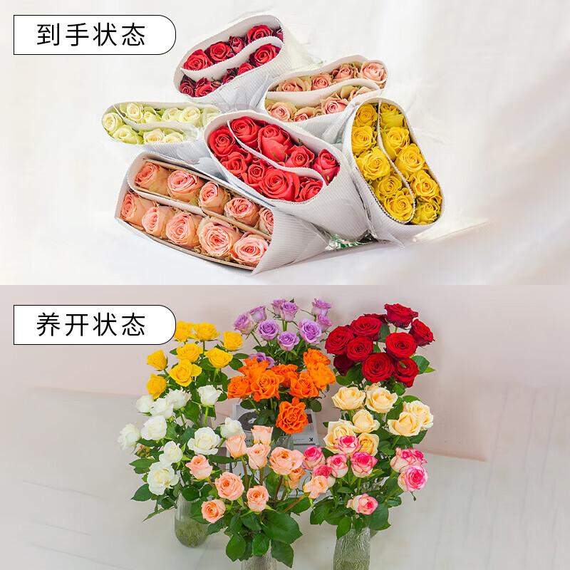õ��20֦ ˫ɫ��� ����ֱ�� ˳������20.99Ԫ