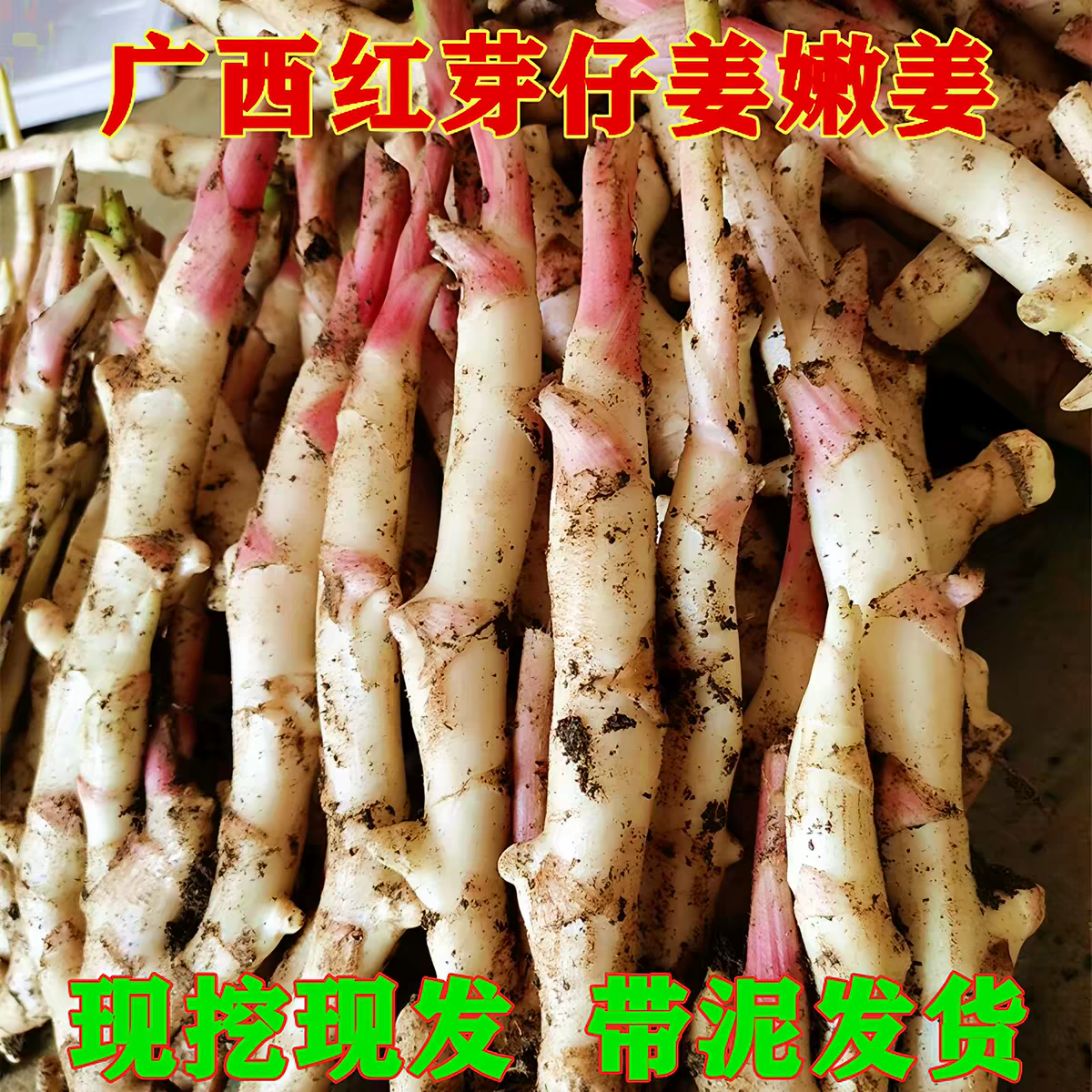 广西现挖正宗大块嫩姜红芽新鲜生姜鲜姜仔姜芽农家自种新鲜嫩姜 【净重5斤】广西现挖嫩姜