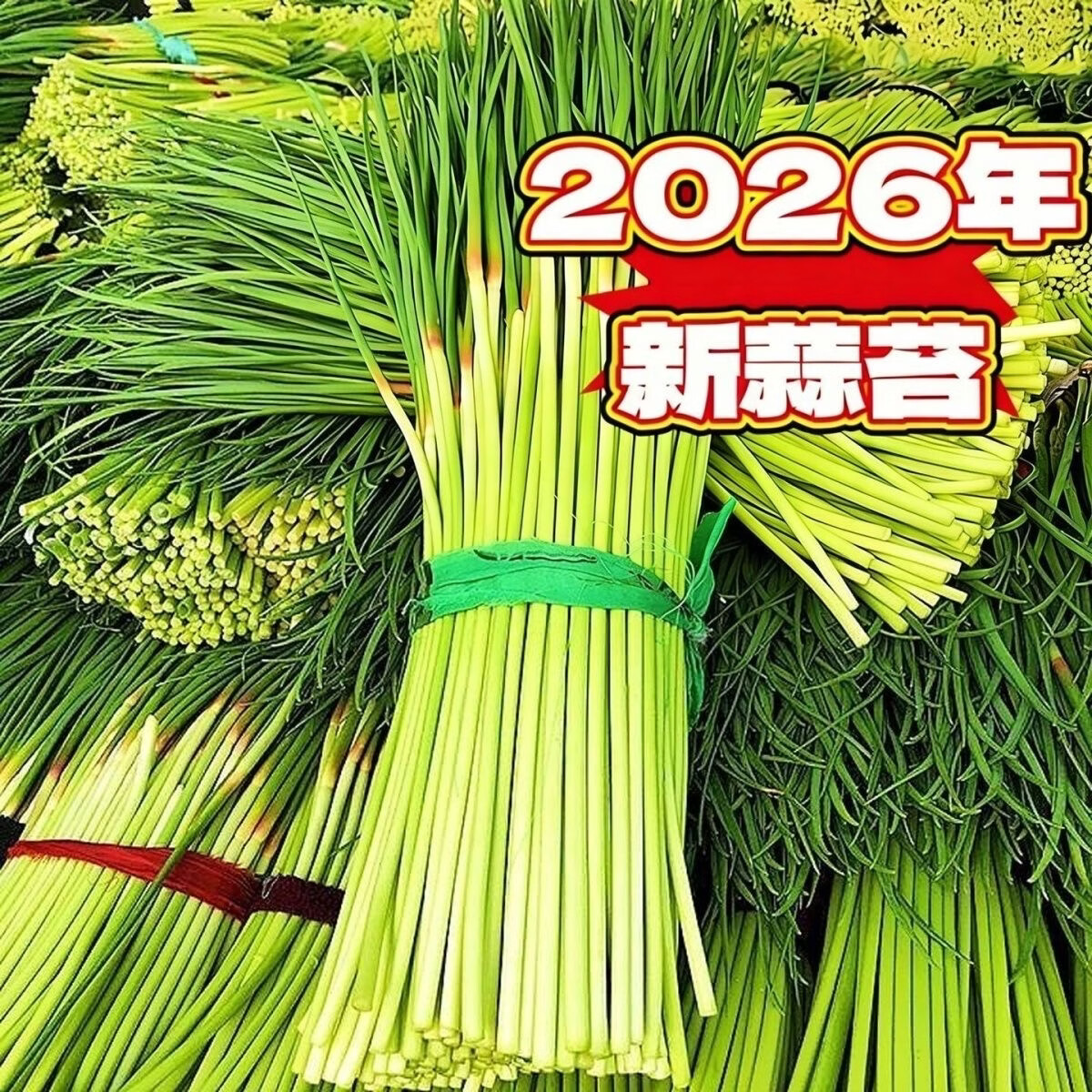 5斤蒜苔新鲜现发嫩蒜薹批发红帽蒜苔蒜毫农家自种蒜苔包邮超低价 净重3斤【保鲜膜发货】 脆嫩可口
