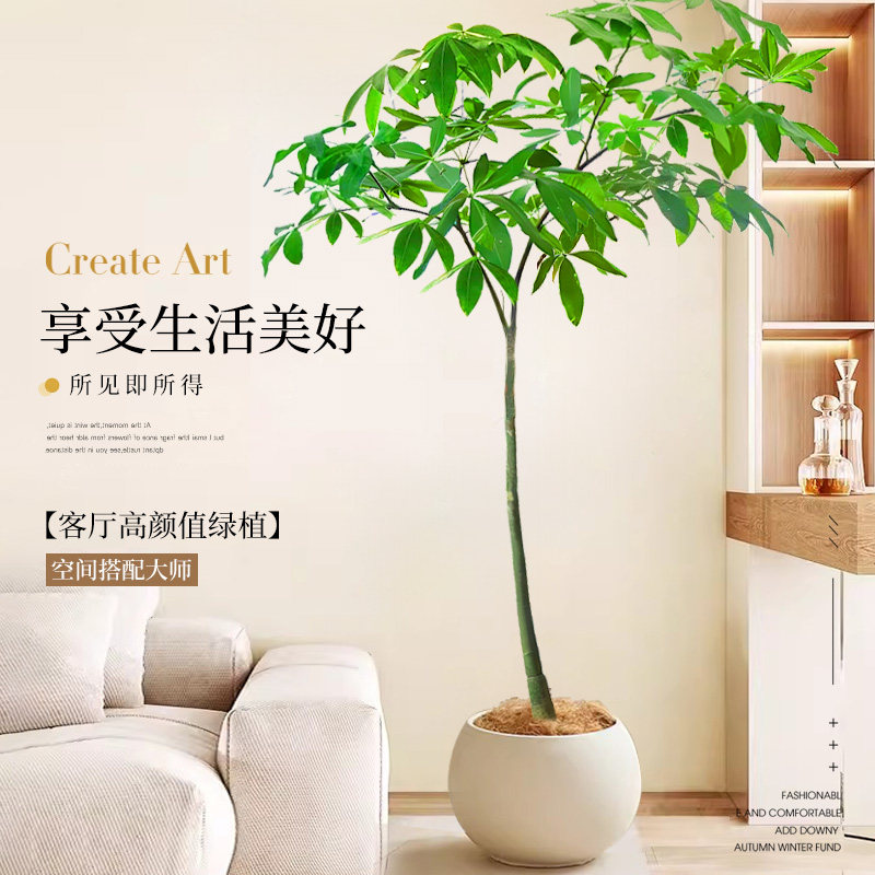 筠钗原生发财树客厅盆栽大绿植办公室内八方来财开业送礼招财树落地 【原生发财树】1.4-1.6m(圆柱盆)