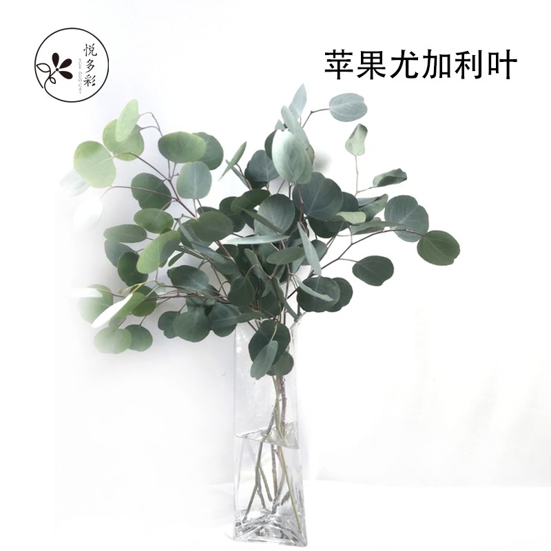 [悦多彩] 新鲜尤加利果尤加利叶小米果 昆明基地直发 小清新插花束