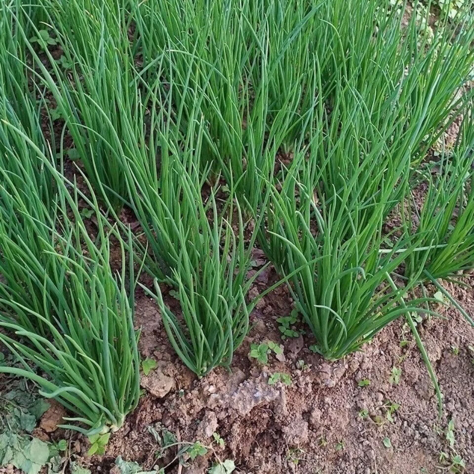 香葱蘸酱菜新鲜细四季小香葱根苗葱现挖现发农家自种 新鲜小葱 3斤