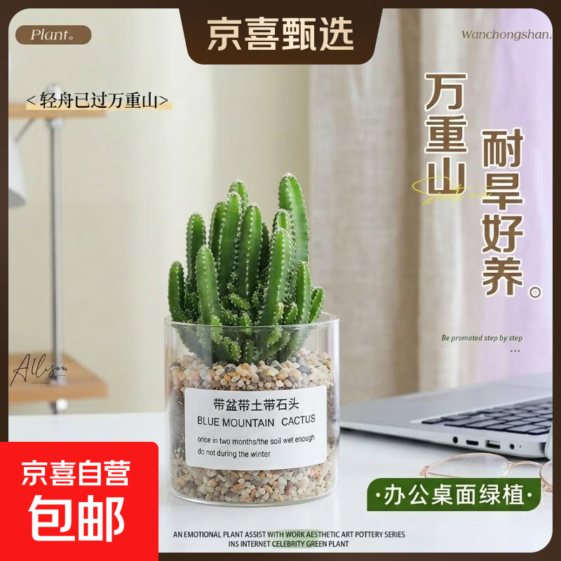 【新人专享】多肉植物仙人掌盆栽小盆栽开花可爱桌面万重山绿植 万重山+玻璃盆+黄金砂+营养土 含盆