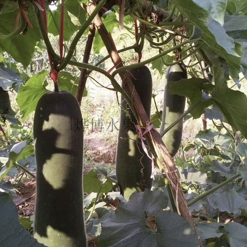 广东新鲜超大青皮冬瓜专用清凉消暑超长光滑降温舒服正宗大冬瓜 新鲜大冬瓜 24斤