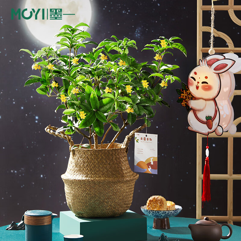 桂花树 相关京东优惠商品排行榜 价格图片品牌优惠券 虎窝购 桂花树 相关京东优惠商品排行榜 价格图片品牌优惠券 虎窝购