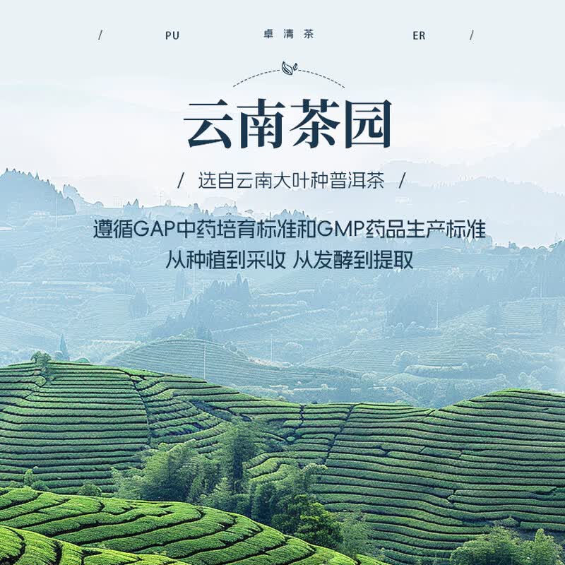 天士力卓清速溶茶 礼盒 30袋/盒