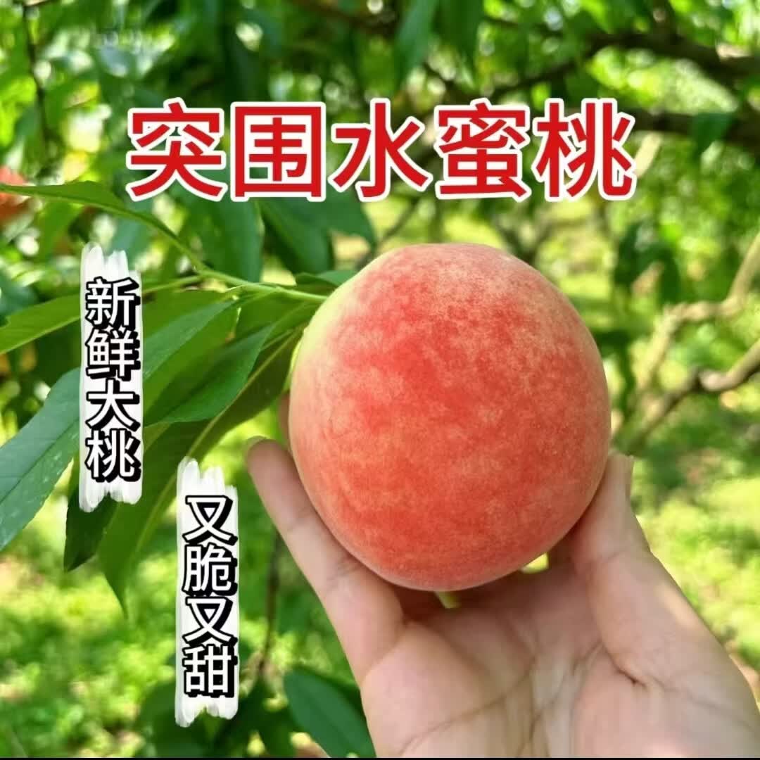 山东蒙阴蜜桃 新鲜水果 自家果园 现摘现发【水蜜桃】 4.5斤普通箱