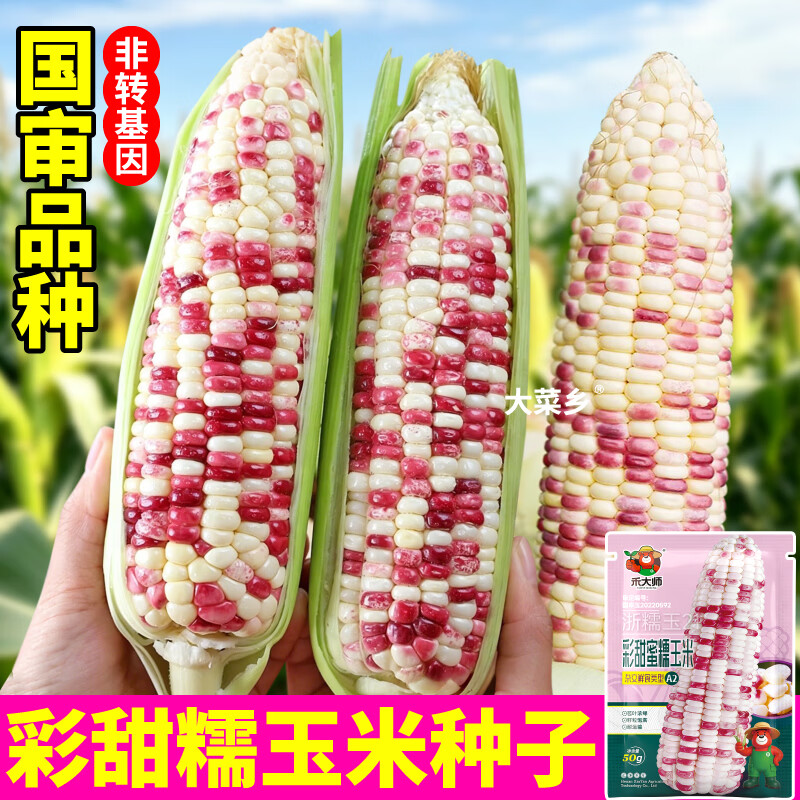 大菜乡彩甜糯玉米种子香软花糯玉米种籽白黄黑黏苞谷籽四季播种大田早熟 【彩甜糯+黄甜糯】玉米种子各1包(1包约50粒)+1包肥