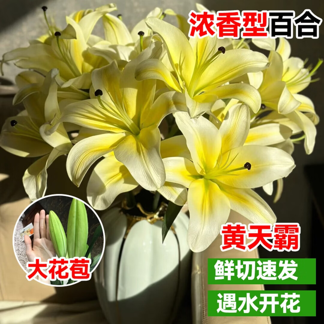 云舍花卉云南昆明直发浓香型单瓣罗蒂黄天霸百合鲜切花室内水培装饰包邮 【浓香之主】黄天霸单瓣百合10-12个花苞 普通款【完全开放后香味变浓 】一单普通快递两单顺丰