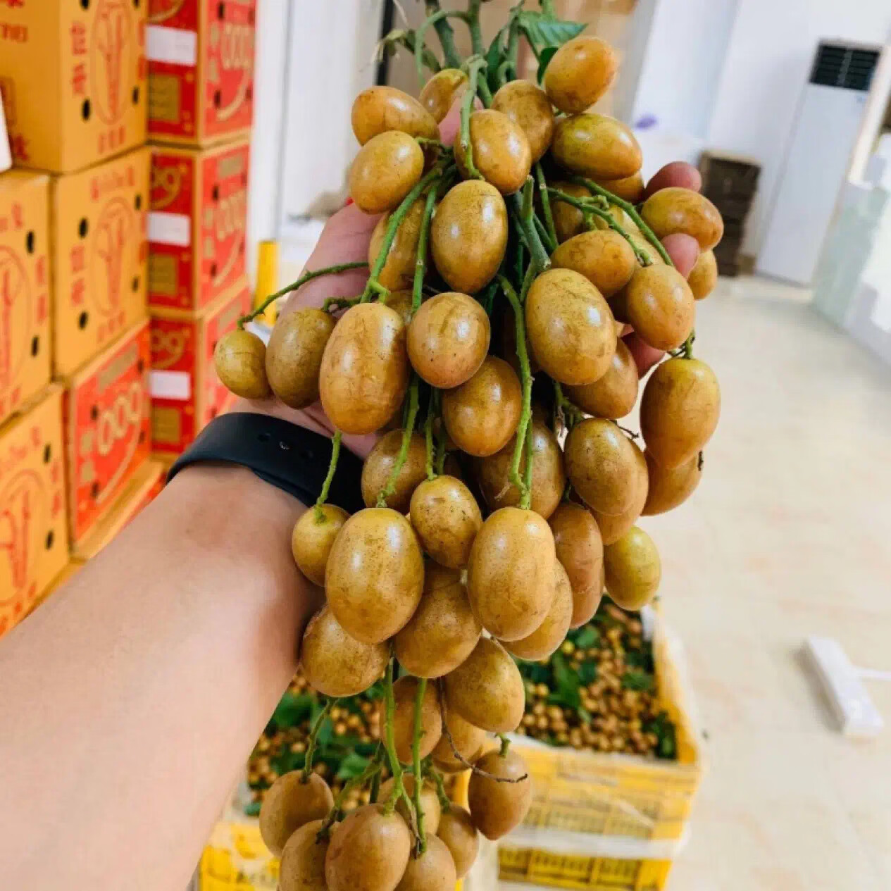 三萌果蔬广东鸡心黄皮果【顺丰冷链闪送】当季特产新鲜水果节日送礼 10斤精选装【冰糖心黄皮-纯甜无酸】净重8斤 S+级臻品果【品质升级】冷链速发